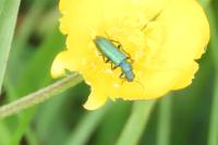 Psilothrix viridicoerulea