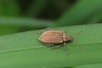 Phyllobius pyri