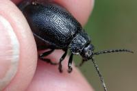 Galeruca tanaceti