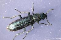 Psilothrix viridicoerulea