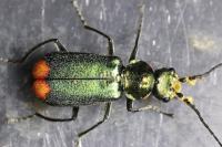 Malachius bipustulatus