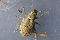 Strophosoma capitatum