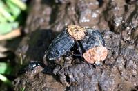 Oiceoptoma thoracicum