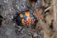 Nicrophorus vespilloides