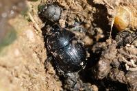 Anoplotrupes stercorosus