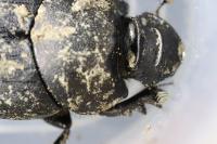 Onthophagus verticicornis