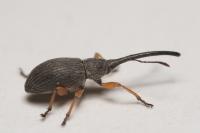 Rhopalapion longirostre