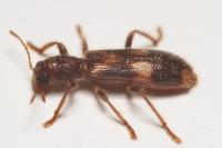 Opilo mollis