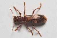 Opilo mollis