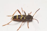 Clytus arietis