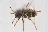 Clytus arietis