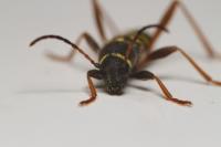 Clytus arietis