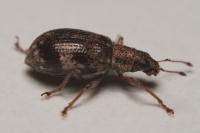 Polydrusus sparsus