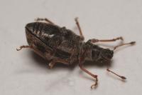 Polydrusus sparsus