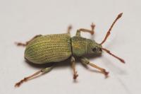 Phyllobius roboretanus