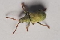 Phyllobius roboretanus