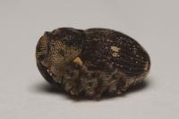 Nedyus quadrimaculatus