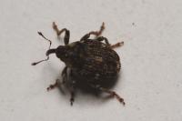 Nedyus quadrimaculatus