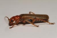 Cantharis cryptica