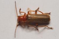 Cantharis cryptica