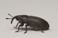 Mecinus pyraster