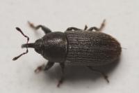 Mecinus pyraster