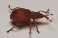 Apion haematodes