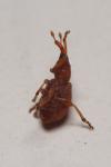 Apion haematodes