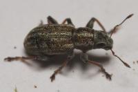 Sitona