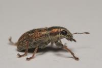 Sitona