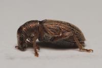 Polydrusus marginatus