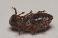 Polydrusus marginatus