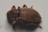 Polydrusus marginatus