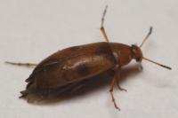 Anaspis maculata