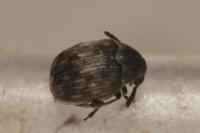 Bruchidius pusillus
