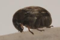 Bruchidius pusillus