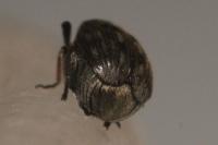 Bruchidius pusillus