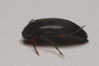 Anaspis frontalis
