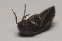 Anaspis frontalis