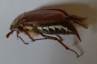 Melolontha melolontha