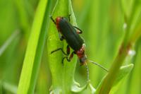 Cantharis rustica