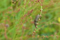 Agrypnus murinus