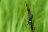 Cidnopus pilosus
