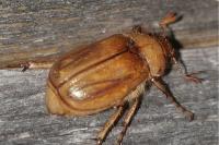 Rhizotrogus marginipes
