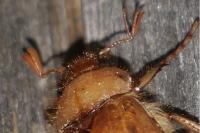 Rhizotrogus marginipes