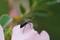 Dinoptera collaris