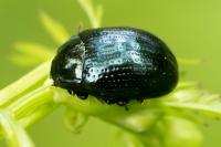 Chrysolina oricalcia