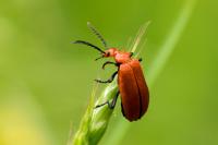 Pyrochroa serraticornis