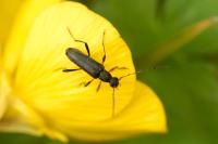 Grammoptera ruficornis