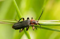 Cantharis rustica